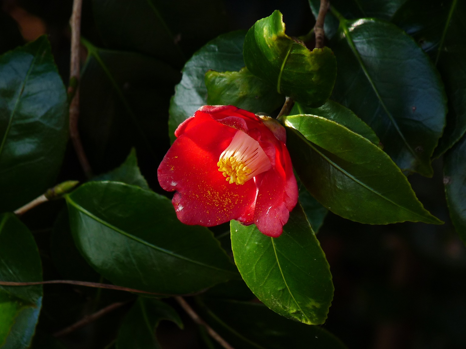神埼地区保護司会,子ども,安心安全,子育て,かささぎ